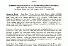 Warga Tewas Diterkam Harimau? BB-TNBBS Lakukan Investigasi