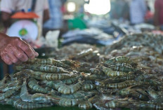 Udang Indonesia Bebas Radiasi, FDA Masih Pasang Import Alert