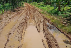 Belum di Prioritaskan,  Jalan Penghubung Bumi Ratu-Ulok Mukti Kembali Diusulkan