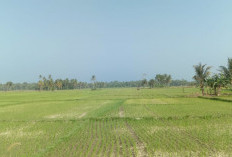 DKPP Minta Perhatian Serius, Sawah Tadah Hujan di Pesbar Capai 3.848 Hektare
