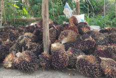 8 Manfaat Kelapa Sawit Bagi Kesehatan