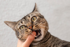 Waspada Bahaya Digigit Kucing dan Cara Mengatasinya