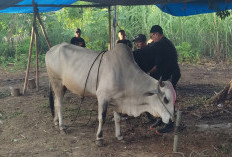 DKPP Imbau Tidak Ada Penyembelihan Ruminansia Betian Produktif