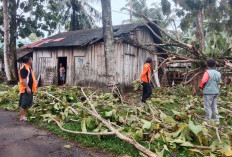 Bantu Evakuasi Rumah Warga Tertimpa Pohon Tumbang, Pemerintah Pekon Bersama Warga Gelar Gotongroyong
