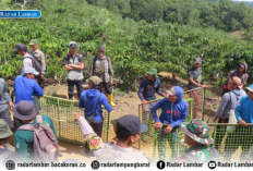 Harimau Sumatera Berhasil Masuk Kandang Jebak di Sukabumi Batubrak