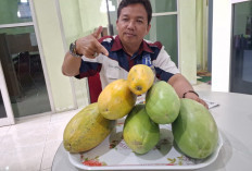 Ternyata, Rutin mengkonsumsi buah Pepaya Banyak Manfaat bagi Tubuh Kita