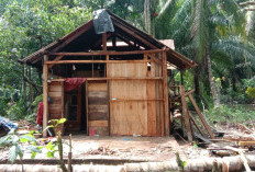 Rumah Warga Ulok Mukti Ditimpa Pohon Tumbang