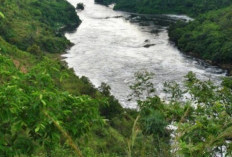 Lima Fakta Unik dan Menarik di Hutan Amazon yang Membuat Kamu Tercengang