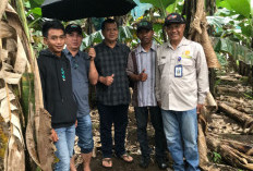 Pemasaran Cavendish Gedungsurian  Siap Diperluas ke Seluruh Indonesia