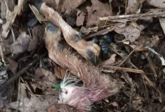 Dua Kambing Warga Sukamulya Diduga Dimangsa Harimau