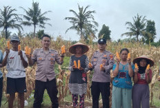 Dorong Ketahanan Pangan Lewat  Pendampingan Petani Jagung