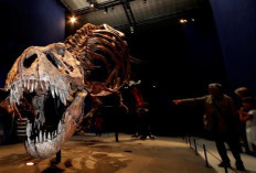 Penemuan Baru Ungkap Asal-Usul Tyrannosaurus Rex