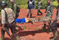 Usai Masuk Kandang Jebak, “LARAS” Dievakuasi ke Resort Sukaraja