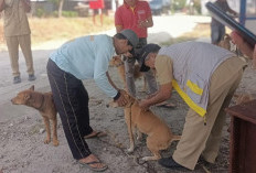 Cegah Penularan Rabies, Puskeswan Lakukan Vaksinasi di Sukabanjar