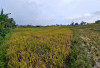 85% Sawah Waytenong Panen,  Petani Sambut Musim Rendeng