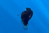 Petunjuk dari Ikan yang Hidup Kembali: Jejak Ilmu dan Keajaiban di Dasar Laut