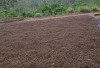 Harga Jual Kopi Robustasi Kembali Lesu