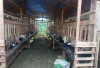 20 Ekor Kambing Jadi Awal Gerakan Ketahanan Pangan Atarkuaw