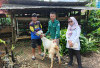 Ketahanan Pangan Srimenanti Fokus  Kembangkan Peternakan Kambing