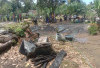Warung Kayu Ludes Terbakar,  Kerugian Capai Rp50 Juta