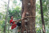 Damar Mata Kucing,  Emas Hutan Krui yang Terancam