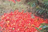 Kualitas Buruk, Hasil  Panen Tomat Dibuang 