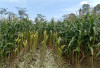 Belum Tersentuh Bulog, Petani Jagung Masih   Bergantung Tengkulak