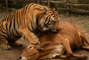 WASPADA, Harimau Memangsa Ternak Warga