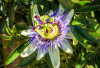 4 Khasiat Passion Flower untuk Kesehatan