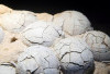 Ilmuwan Temukan Fosil Telur Dinosaurus Berusia 86 Juta Tahun di China