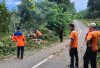 Petugas BPBD Langsung Gerak Cepat Bersihkan Pohon Tumbang