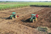Soal Penyusutan Lahan Sawah, DKPP Dorong Pemanfaatan Lahan Pekarangan