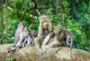 Monkey Forest Ubud, Perpaduan Alam hingga Warisan Budaya Suci