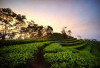 Menyusuri Keindahan Kebun Teh Nglinggo