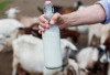Etawa, Susu Kambing Penuh Nutrisi untuk Gaya Hidup Sehat