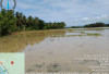 DKPP Intensif Pantau Risiko Gagal Panen, Lahan Padi di Pesbar Masih Terendam Banjir