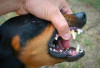 DKPP Pastikan Pesbar Bebas Rabies