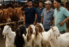 Menjelang Idul Adha,  Penjualan Kambing dan  Sapi Meningkat Tajam