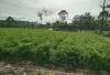 Harga Sayuran Anjlok, Petani Menjerit 