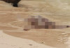 Mayat Tanpa Identitas Ditemukan di Pantai Walur, Kondisi Tidak Utuh