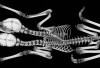 Fosil Hyphalosaurus Berkepala Dua Ungkap Misteri Evolusi