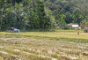 Luas Sawah di Pesbar  Susut 621 Hektare