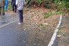 Pohon Tumbang dan Longsor Tutup Jalan Liwa-Krui, Lalu Lintas Lumpuh