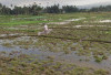 Musim Tanam Gadu, 5.624,8 Hektar Sawah di Tanami