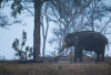 Konservasi Gajah Mulai Dibangun  di Lahan Pribadi Presiden Prabowo