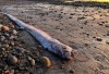 Ikan 'Kiamat' Kembali Terdampar di Pantai, Menjadi Pertanda Apa?