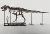 Fosil Terkubur 50 Tahun di Laci Museum Mongolia Ternyata Leluhur T-Rex