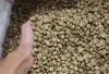 Usai Sentuh Rp72.500 Perkilogram, Harga Jual Kopi Robusta Melemah