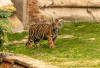 Bakso, Bayi Harimau Sumatra Tampil Perdana di Animal Kingdom Disney