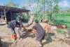 Tim Puskeswan Lakukan  Pemeriksaan Hewan Qurban